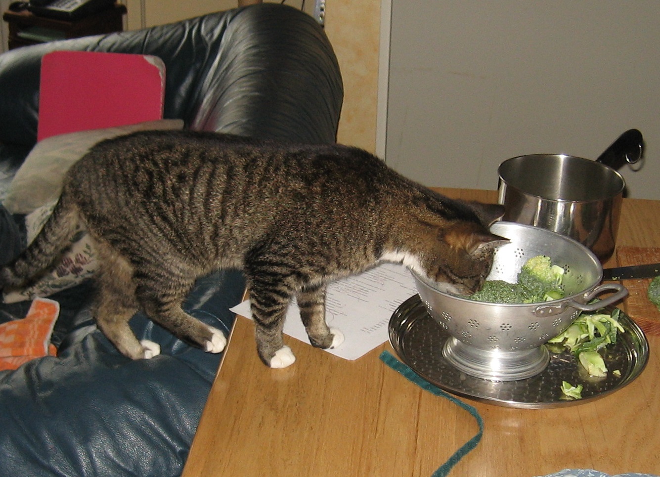 side-on photo of a brown/grey tabby cat with white paws, walking from a couch onto a dining table, showing an uncommon interest in pieces of raw broccoli sitting in a colander